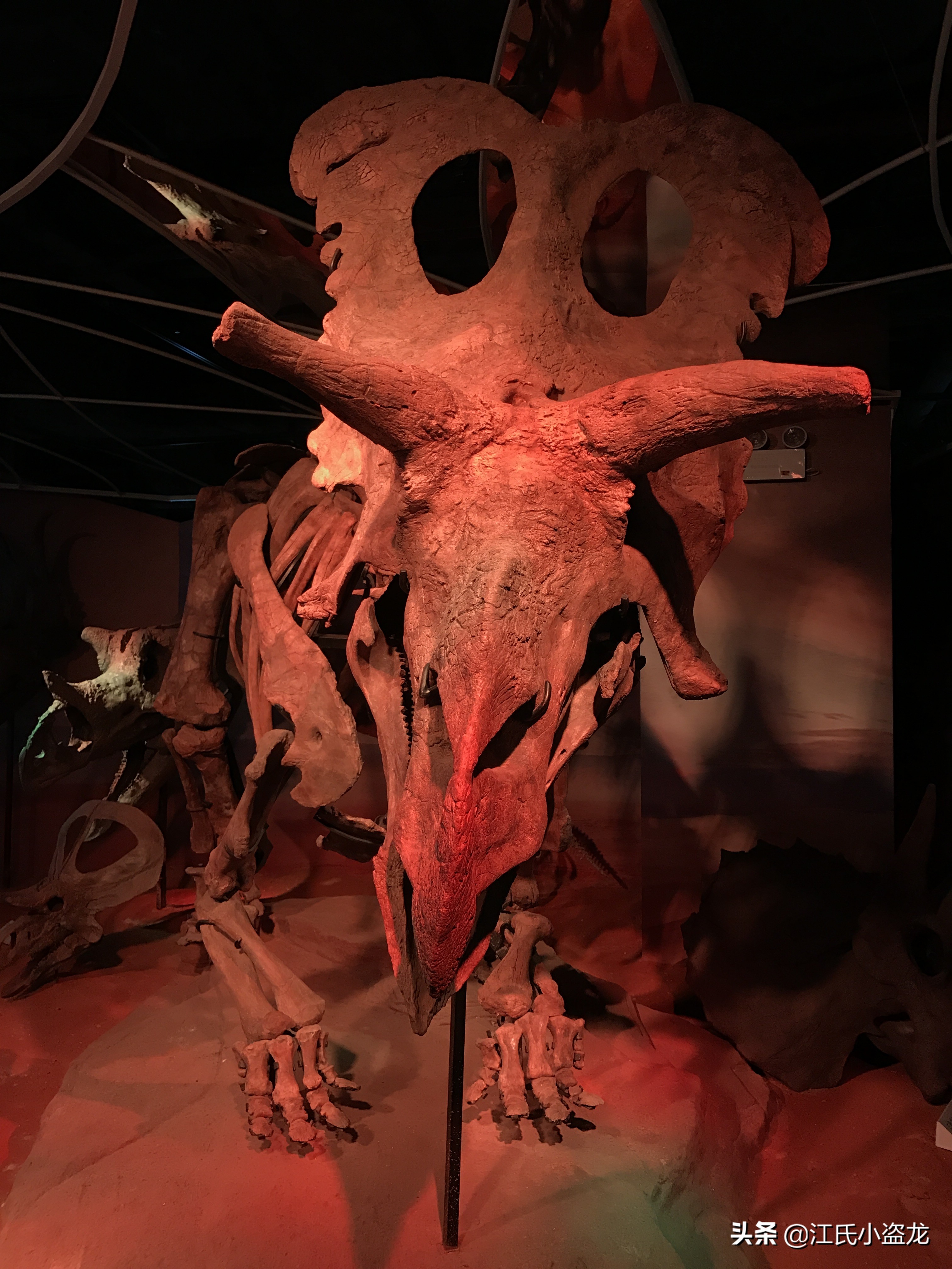 长得跟其他恐龙不一样的恐龙,盘点恐龙界最奇葩的恐龙