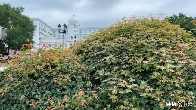 沈阳北陵公园的树,沈阳市北陵农场红枫林