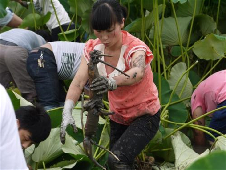 水蛭被人吃进肚子里它能活多久,水蛭误吃进肚子里怎么办