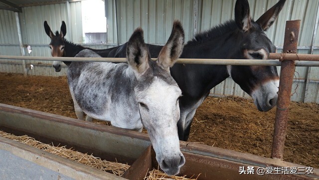 适合农村夫妻小本加工项目,农村小本创业项目大全