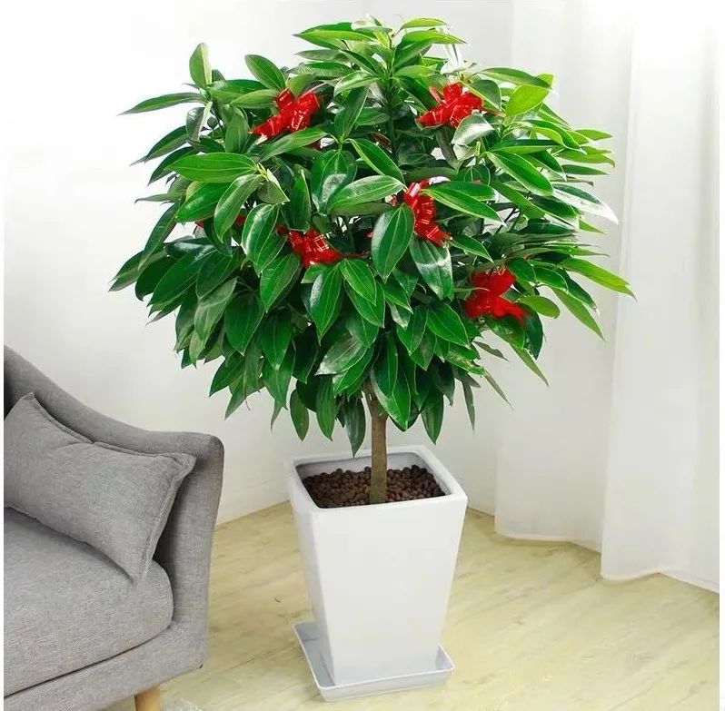 平安树冬季养护的正确方法,养平安树的小窍门