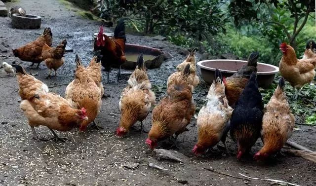 农村养鸡有必要回老家吗,养鸡好还是农村养猪好