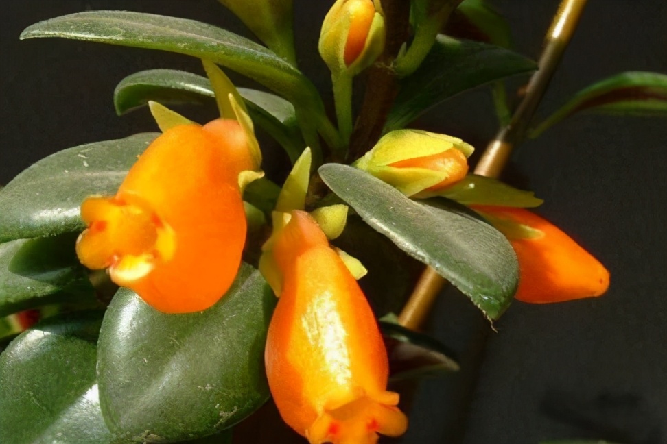 如何防止金鱼吊兰枯萎发黄,小金鱼吊兰黄叶