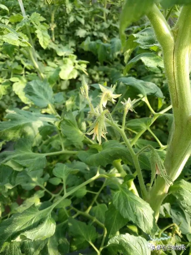 番茄花弱是什么原因,番茄花不齐不黄是怎么造成的