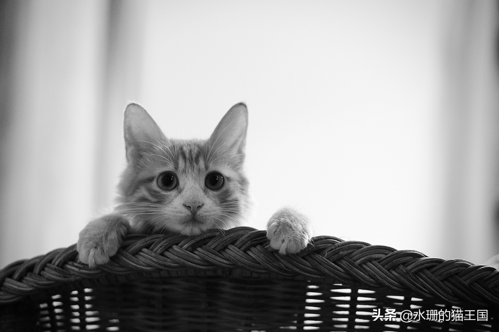 猫咪误食中毒了怎么办,猫咪食物中毒后如何急救