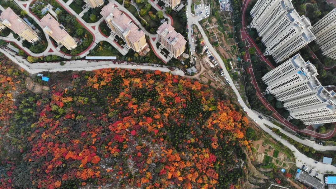 赏秋不远行就近赏秋景,赏秋何必去远方