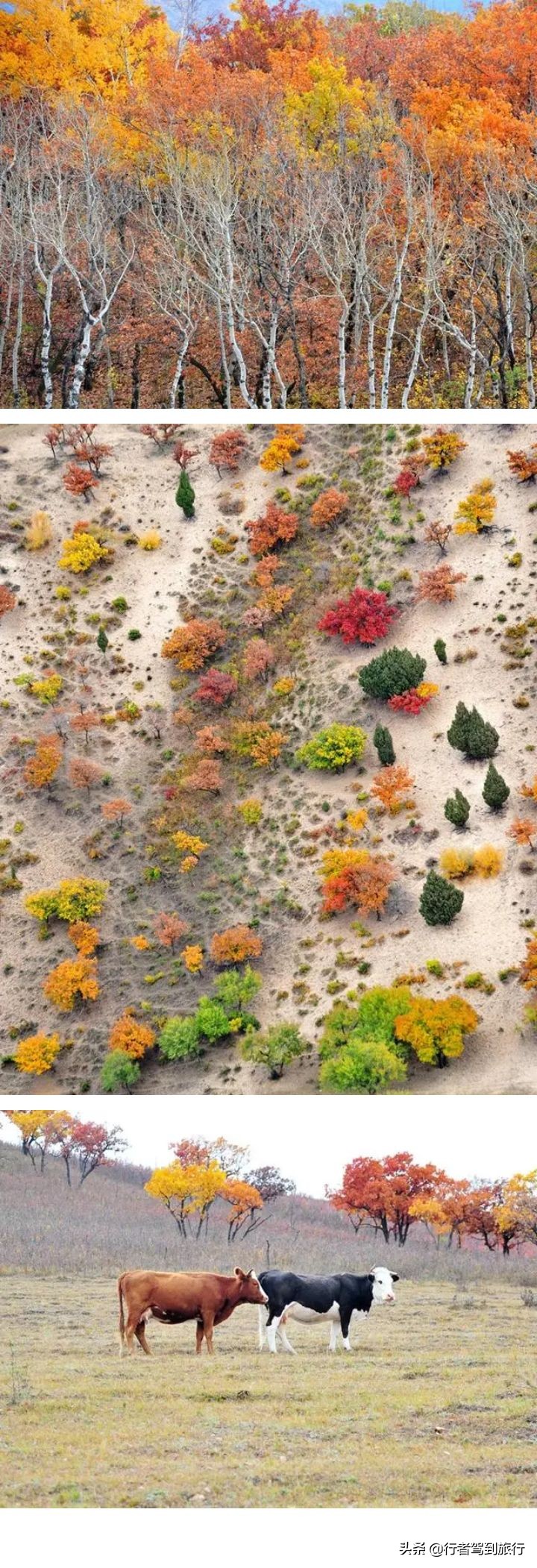 冬季克旗旅游自驾游攻略,克什克腾旗看秋色攻略