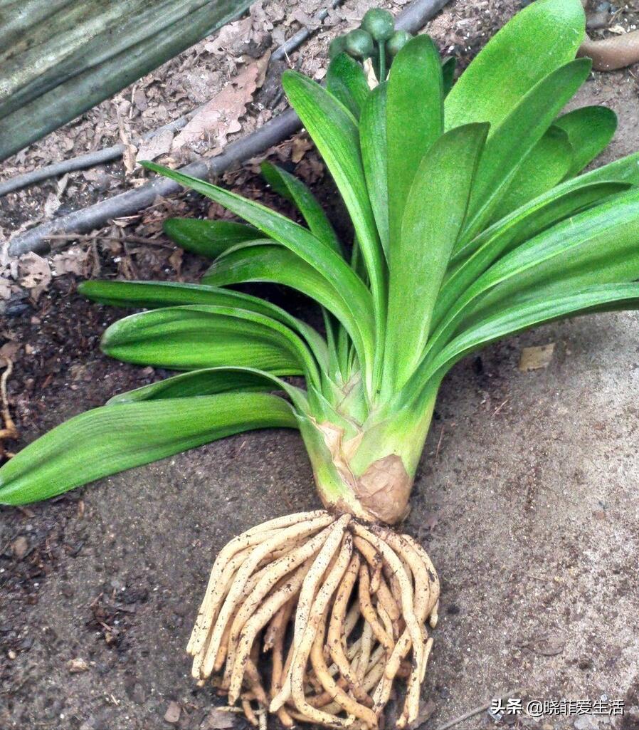 君子兰养了几年不开花要换盆吗,君子兰不开花这样养一年能开两茬