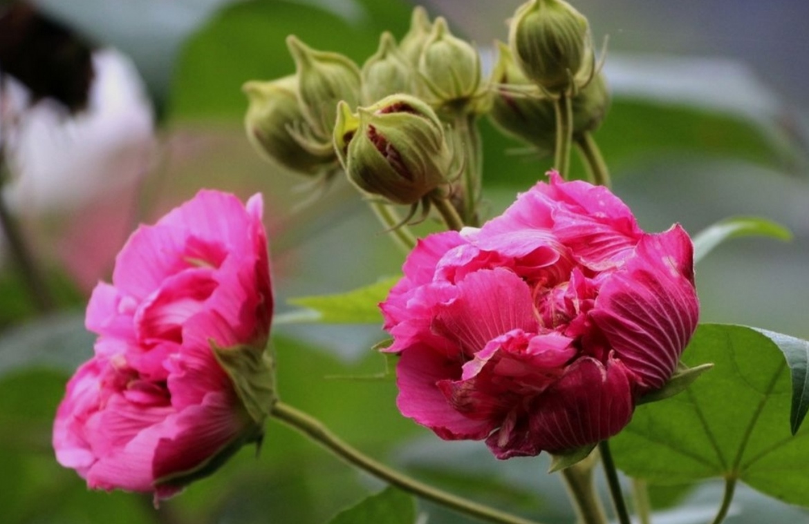 毛*东泽**用典最多的一首诗，历数故乡山水名胜，尽显炽热家国情怀