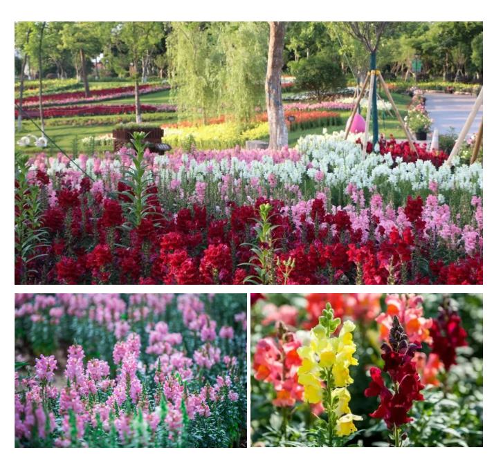 五一不能错过的花海,五一不能错过的美丽花海