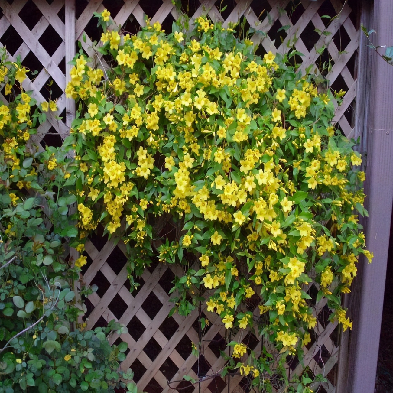 毒性极强的花,网红花的危害