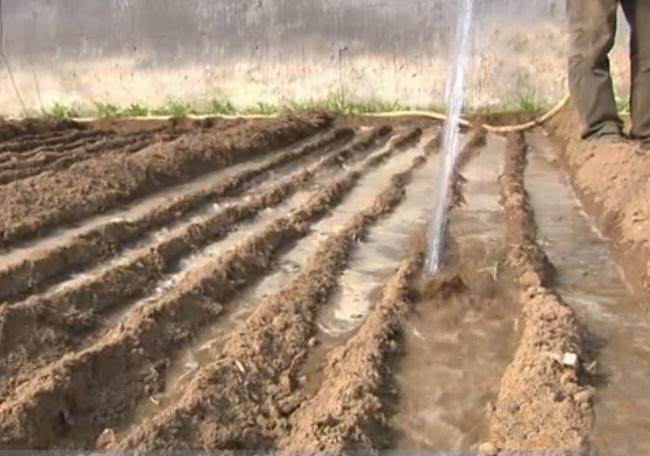 如何种出脆甜的樱桃萝卜,樱桃萝卜的种植方法和时间介绍