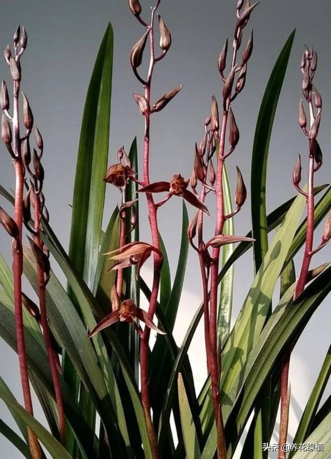 兰花是怎样分类的,兰花分为哪些品种