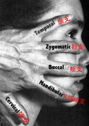 人体神经系统完整解剖图,超全神经系统解剖图近乎完美