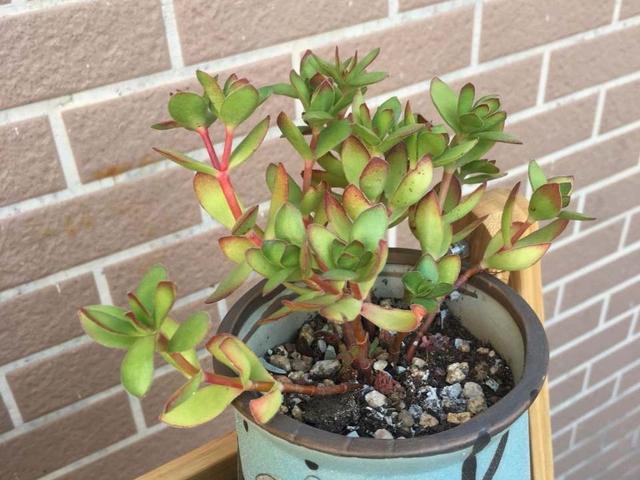 多肉天狗之舞应该如何管理养护,天狗之舞多肉有什么功效