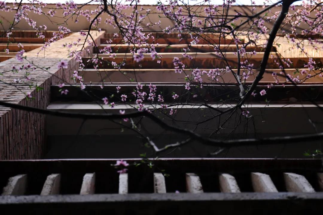 迎接校园里的百花齐放,教室窗外百花齐放