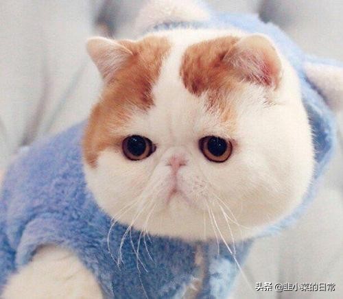 捡到流浪猫先要做什么,捡到流浪猫要怎么处理