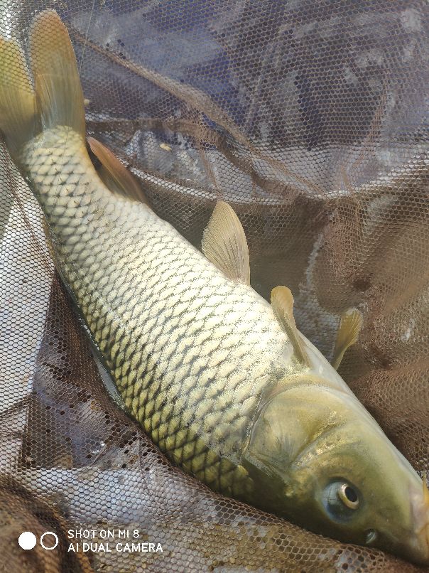 千里打疫苗，狂口大罗非