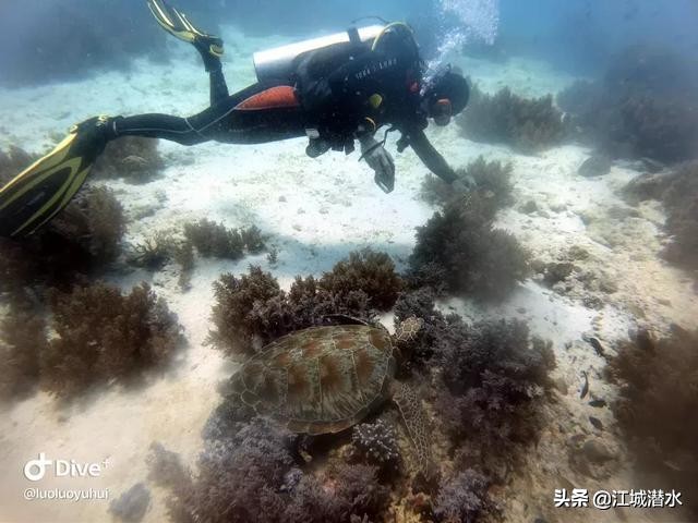 潜水的时候该怎么下潜,潜水是如何做到上浮下潜的