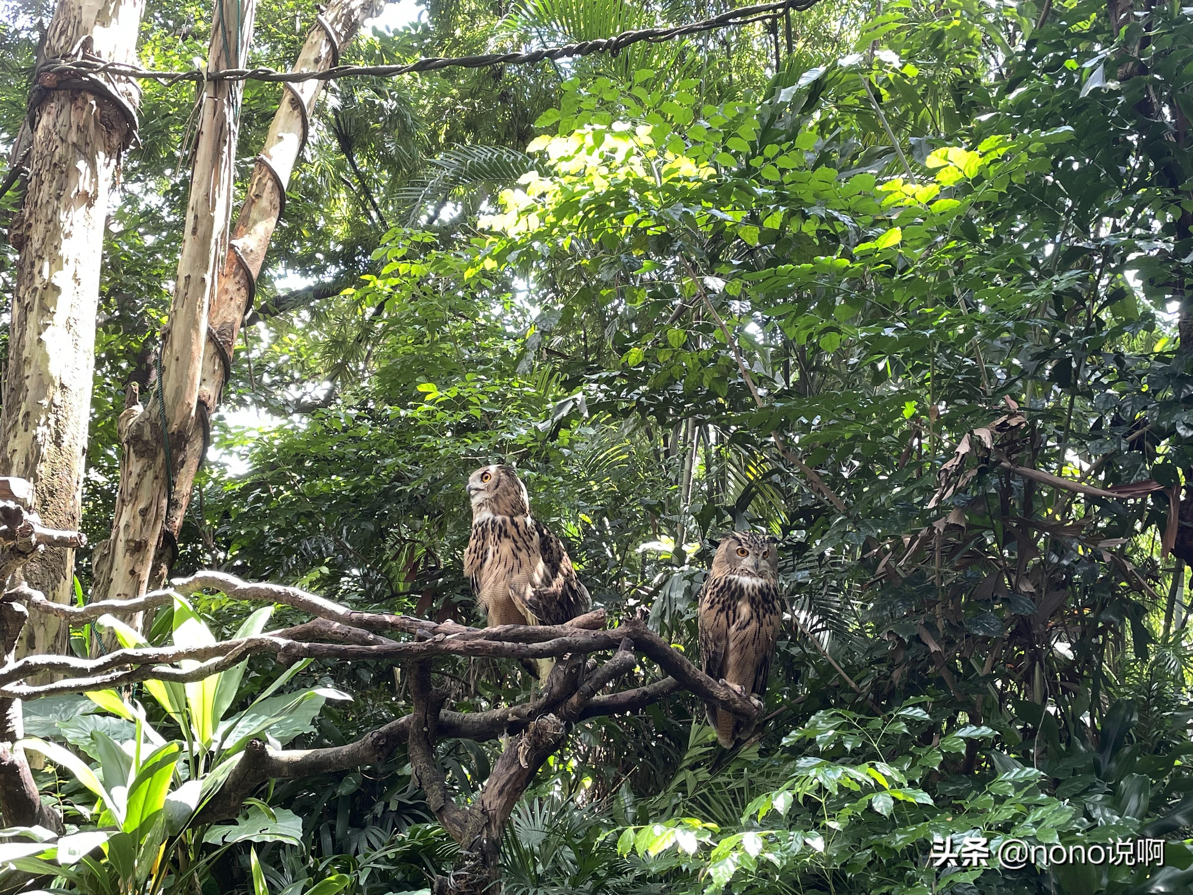 广州长隆野生动物园亲子旅游攻略,11月广州长隆野生动物园游玩攻略