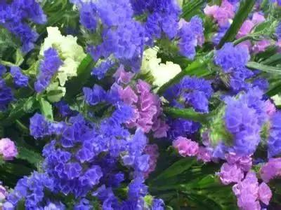 100种花的花语以及送花礼仪分享,100种花的名字和图片带花语