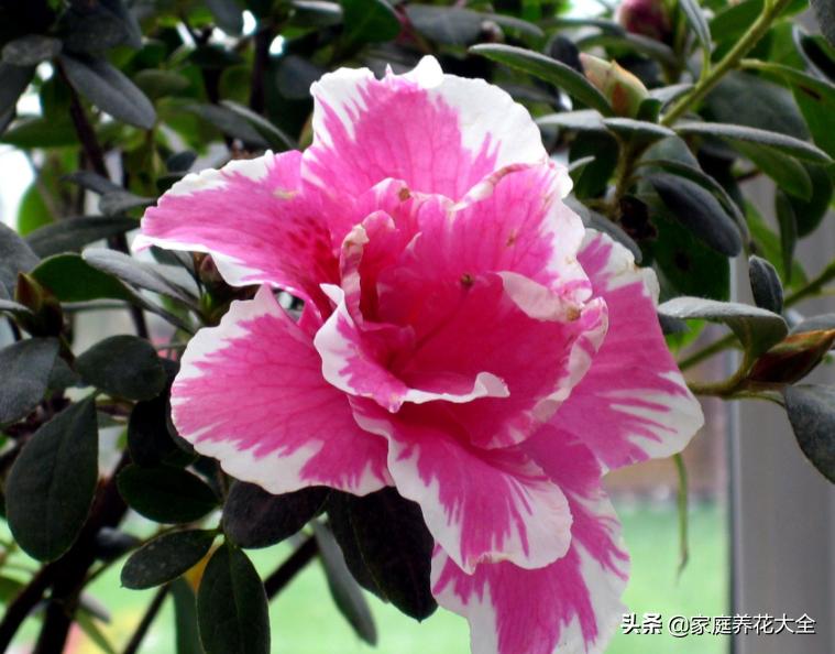 杜鹃新发芽就变黄枯萎怎么救,杜鹃开花少怎么办