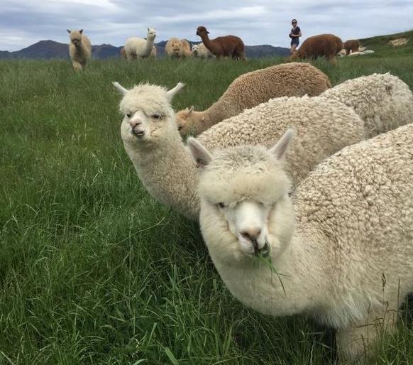 骆驼原来不是出自沙漠,你知道它是从哪里来的吗?