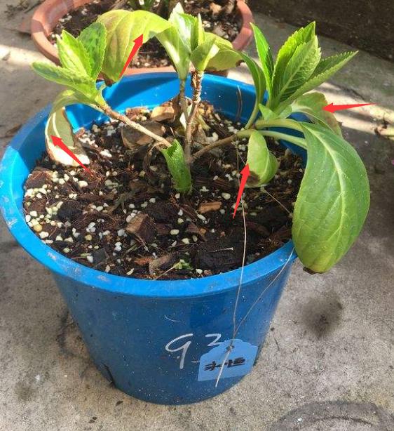 春季绣球怎么养护最好,绣球花的春天怎么养护