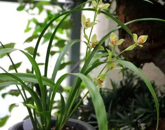 养花也要一种好心态才能养好花,人养花花养人6种花越养越健康