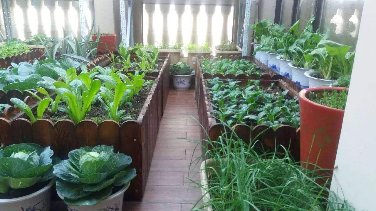 黑科技阳台种植蔬菜,适合懒人种植的蔬菜