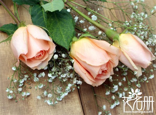 3朵玫瑰代表什么意思,女人发3朵玫瑰代表什么意思