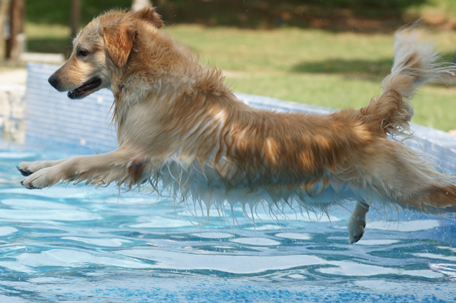 金毛毛卷可以拉直吗,金毛的毛发有卷怎么弄直