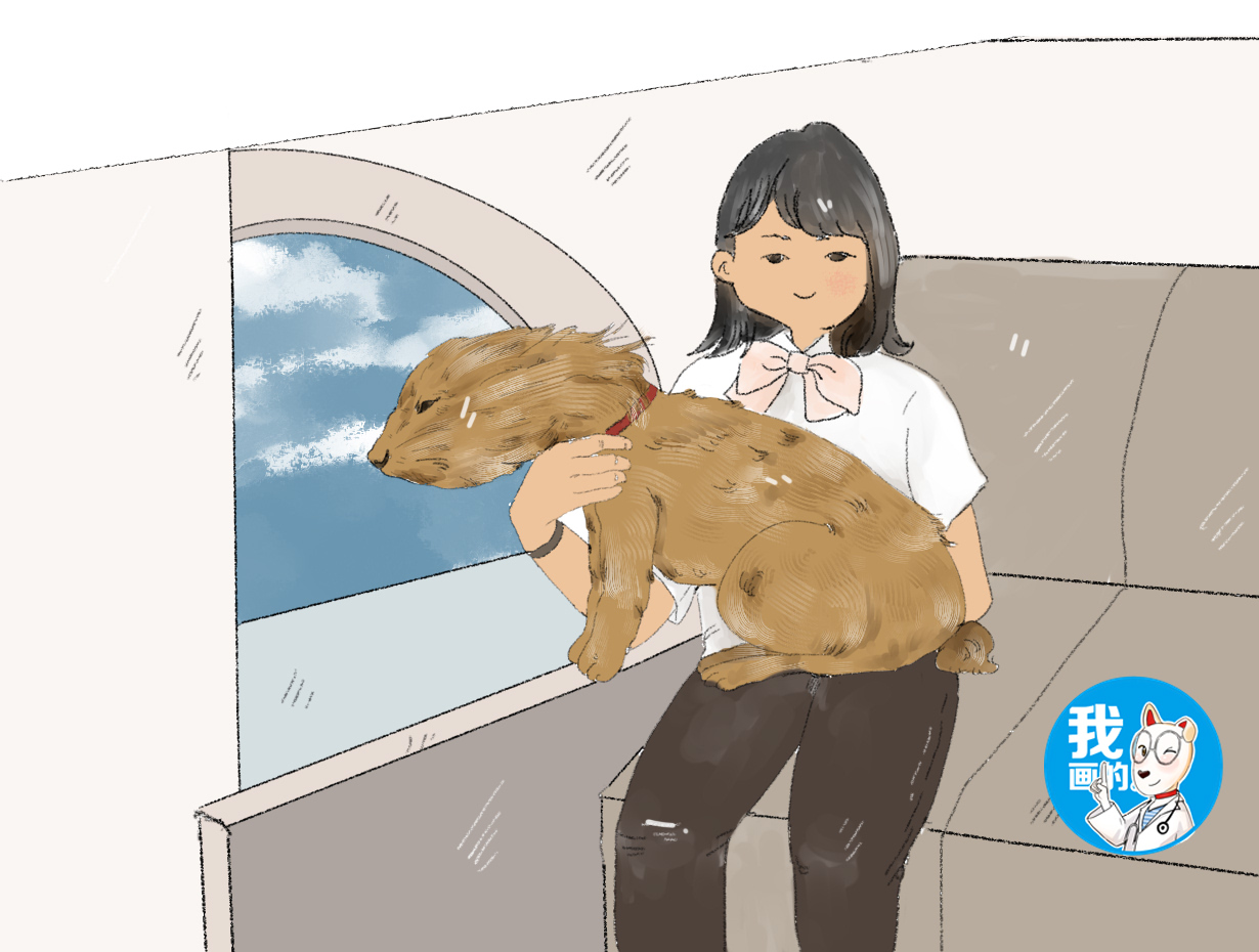 泰迪坐完车晕车,泰迪晕车咳嗽呕吐