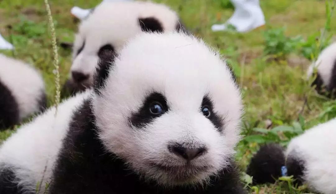 汶川是什么省,汶川大地震