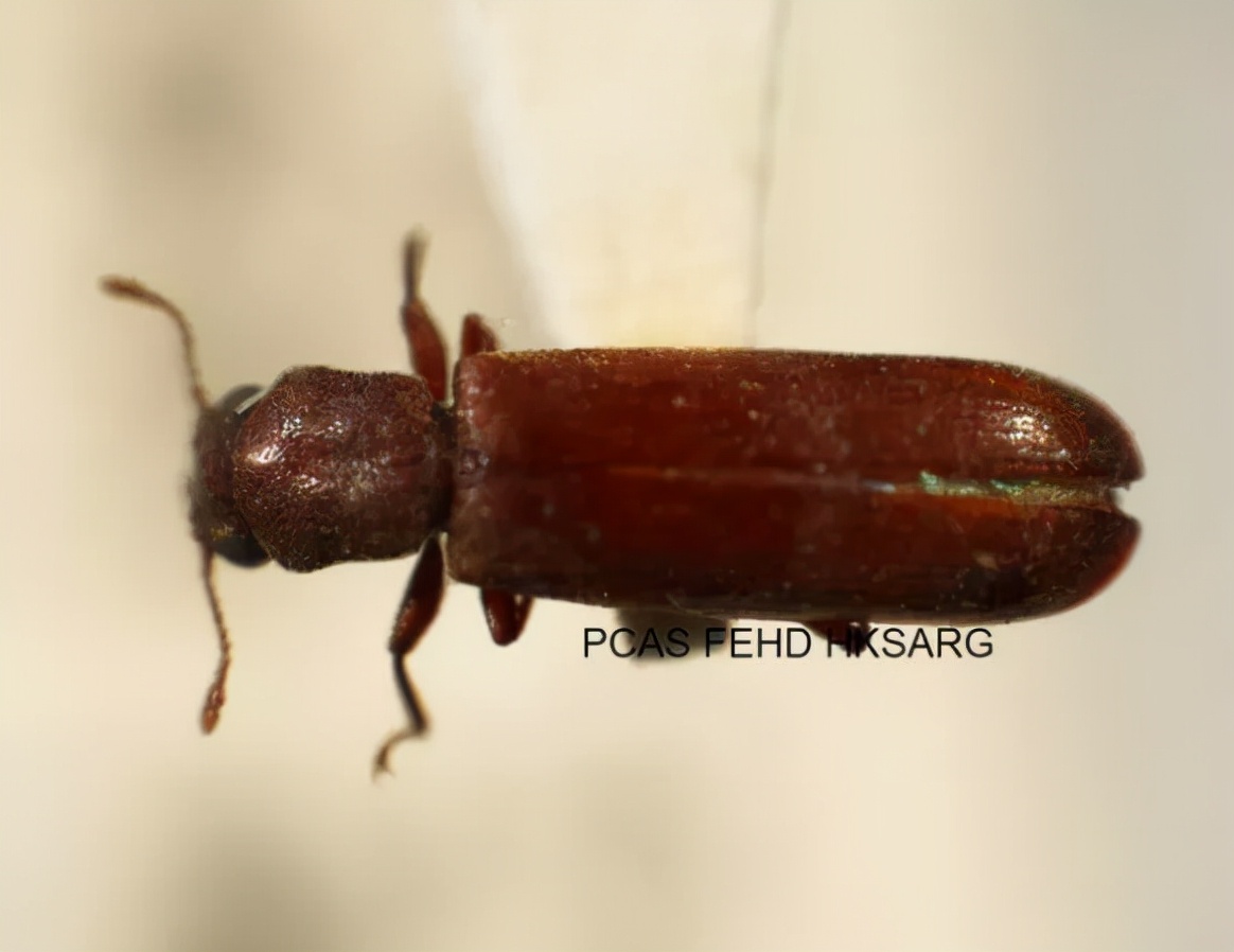 藏在木质家具里的虫子是什么,吃家具的虫子怎么消灭