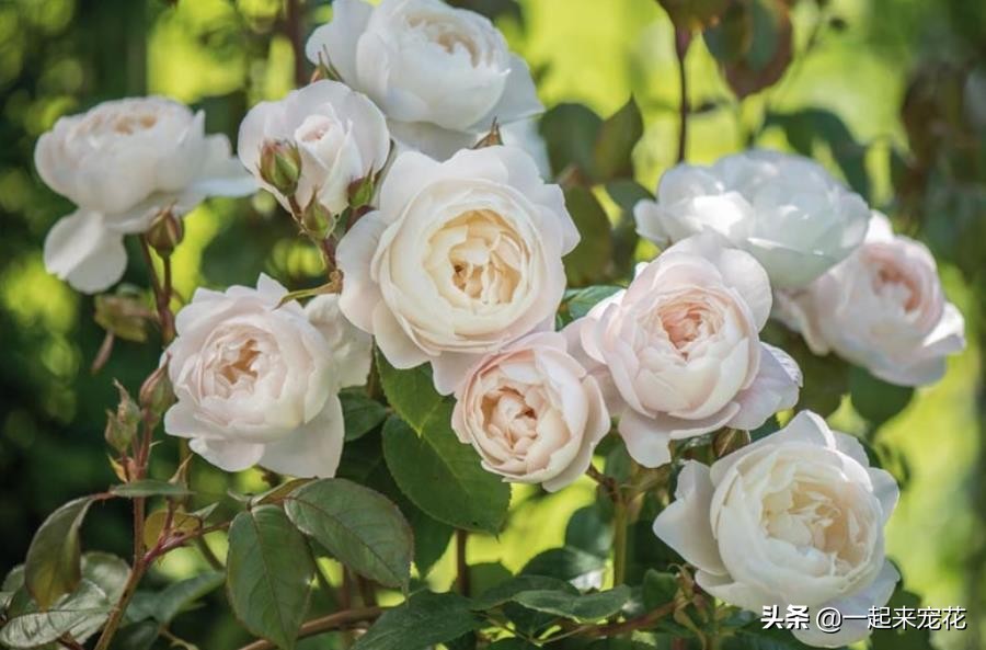 月季花名贵大气的品种,月季花香味排行榜