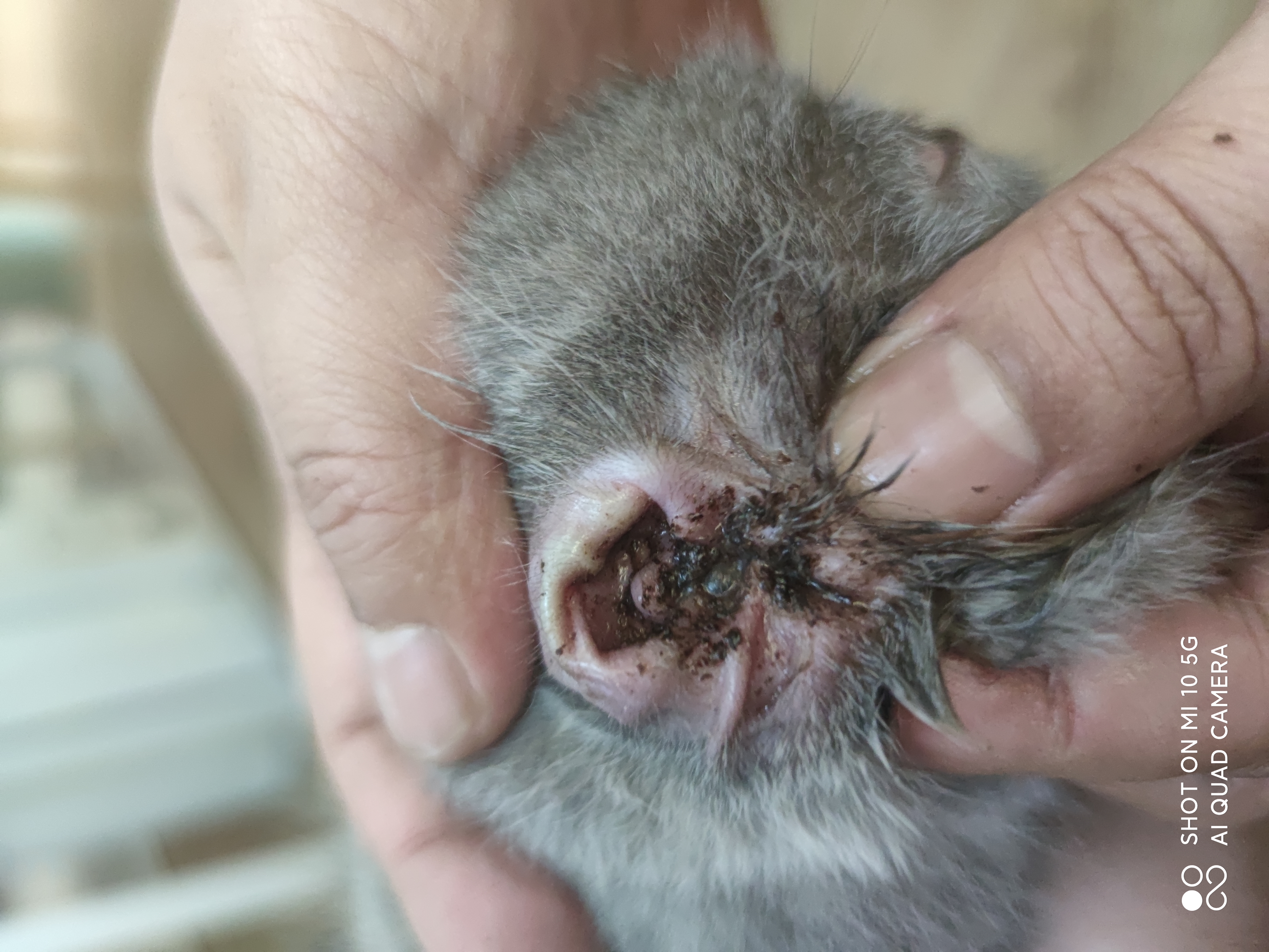 猫狗耳螨土方法怎么治,猫狗去耳螨洗耳液