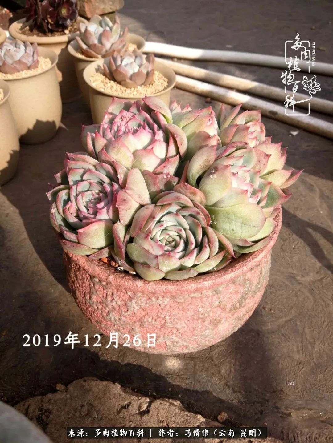 熬过了夏天的多肉,多肉熬过夏天惊艳整个秋天