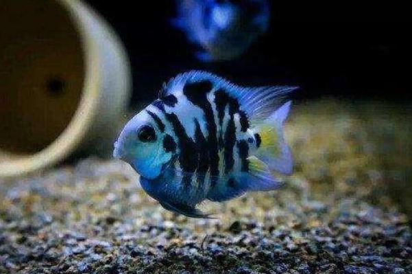 迷你鹦鹉鱼怎么养才能不死,鹦鹉鱼知识与技巧