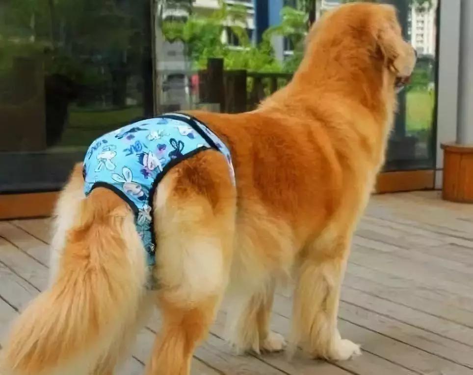 生理期的母狗狗，要怎样护理？要注意些什么？