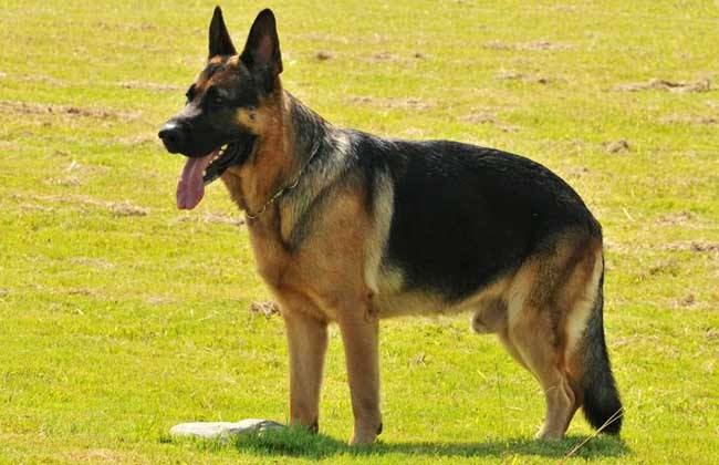 长毛长耳朵宠物狗是什么品种,有点像金毛的小型宠物狗品种