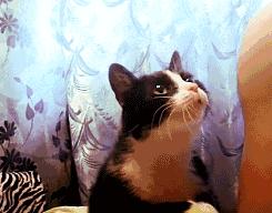 5招让猫咪爱上你内附教程,三招让猫咪爱上喝水