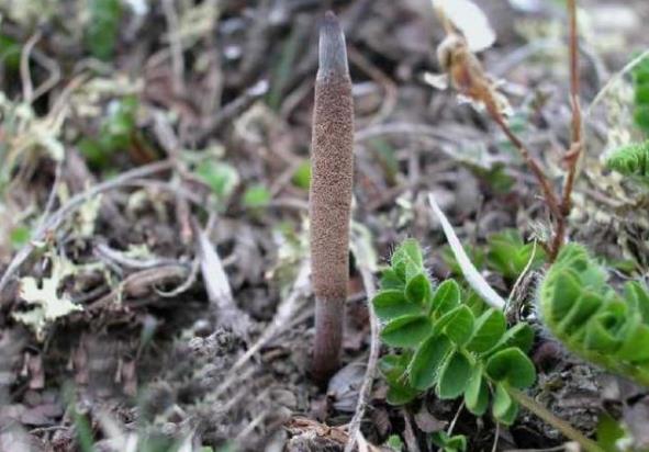 冬虫夏草补肾真的有用吗,冬虫夏草补肾效果怎么样