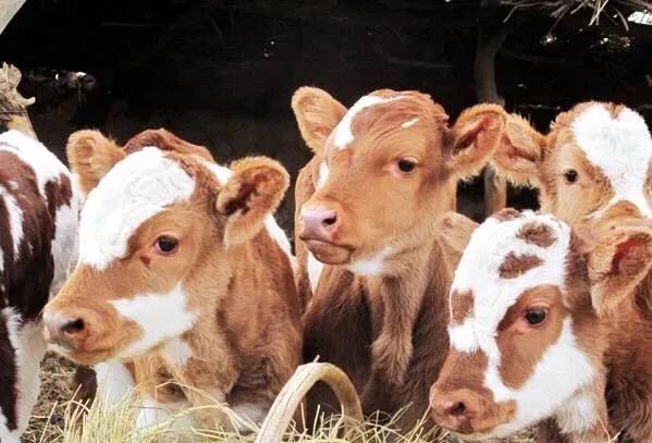 犊牛断奶后散养多久再拴养,散养犊牛怎么喂长得快