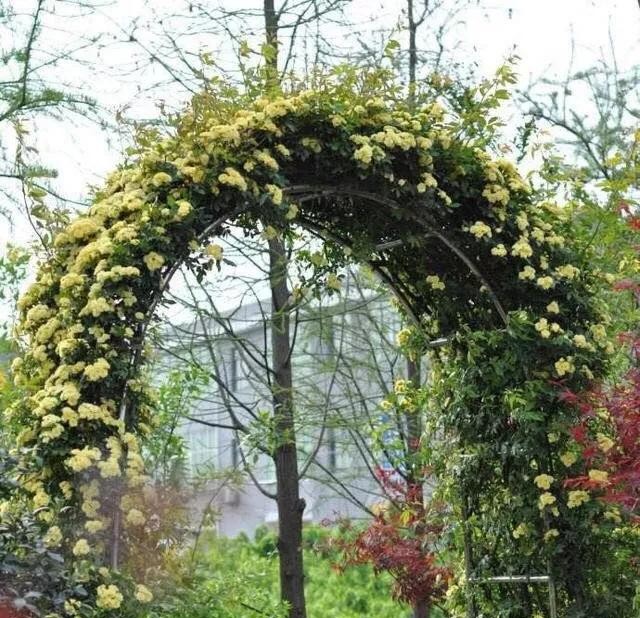 没有阳台也可以种花,没有院子没有阳台适合种什么花