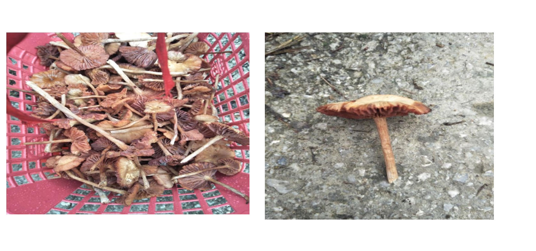 云南可食野生菌品种大全图片,海南常见的几种可食野生菌