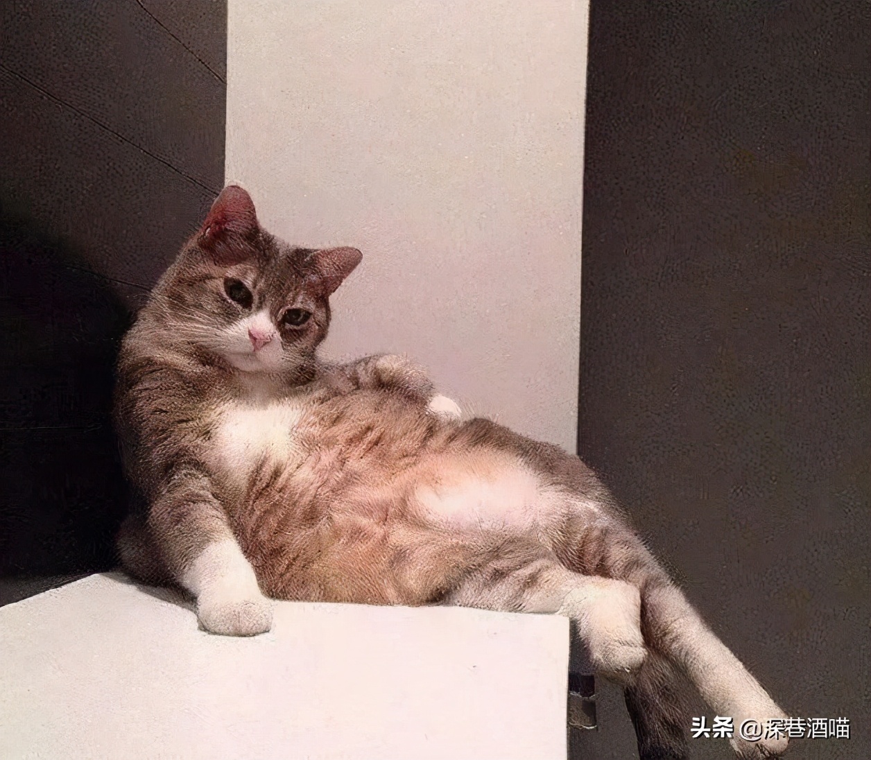 想要猫咪干净,想要猫咪毛色好怎么办