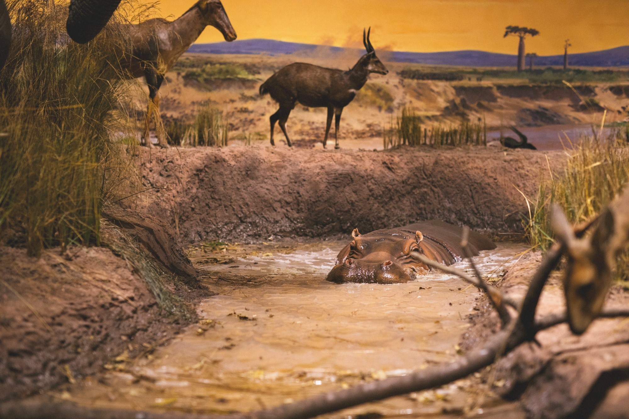 青岛贝林自然博物馆,青岛贝林博物馆门票优惠政策