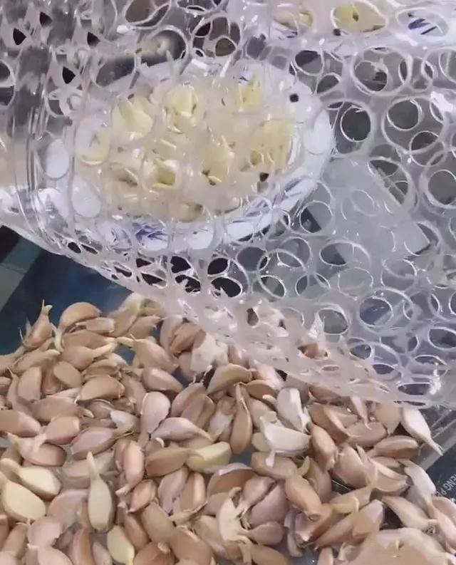 生姜盆景怎么种植,生姜盆景种植方法