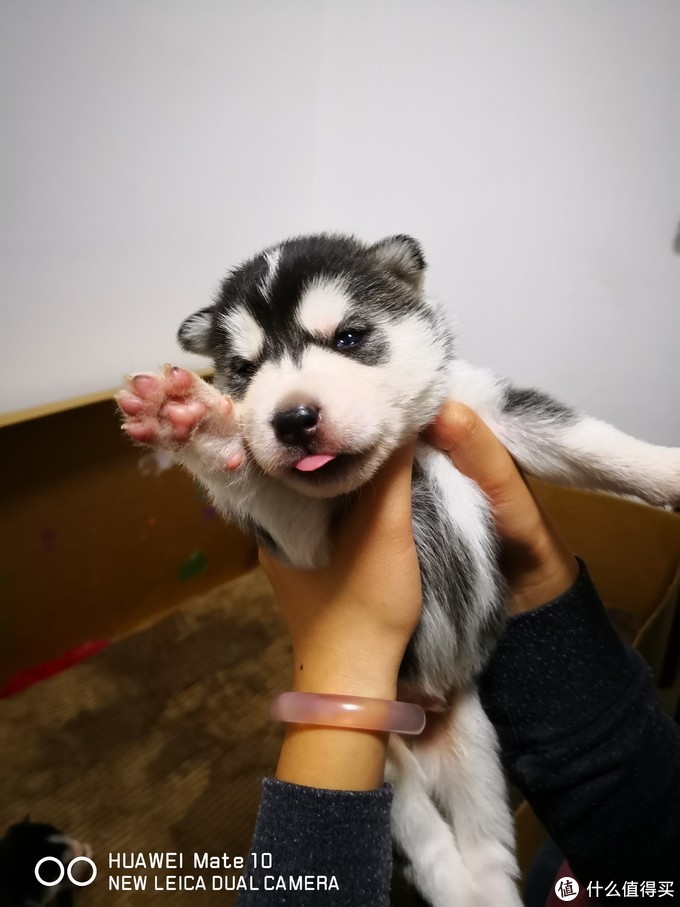 一次创世纪的生活体验—记哈士奇当妈妈